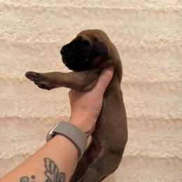 Brown Sugar - Fawn female Great Dane puppy in Jerusalem, Arkansas from Mara Danes
