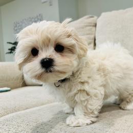 Maltipoo Puppies from Maine's Maltipoos