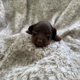 Tyson - Chocolate and tan male Dachshund puppy in North Fort Myers, Florida from Trust Fund Devil Kennel