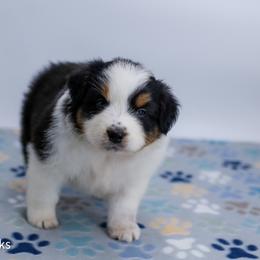 Cheers - Black tri-color female Australian Shepherd puppy in Lakewood, California from Cloud Nine Kennel