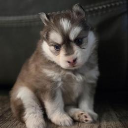 Gracie - Black and white female Pomsky puppy in Coatesville, Pennsylvania from Peaceful Pomskys