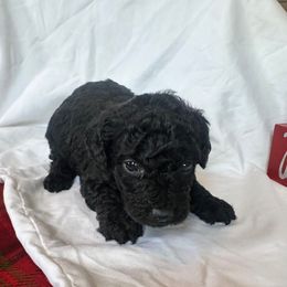 Colt - Black male Poodle puppy in Mountain Grove, Missouri from Davisfurbabies