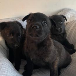 Girl 2 - Black brindle female Dutch Shepherd puppy in San Diego, California from TecK9s