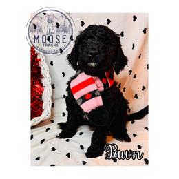 Pawn - Black female Bernedoodle puppy in Belleville, Michigan from Moose Tracks Bernedoodles