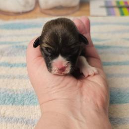 Pink collar - Red female Pembroke Welsh Corgi puppy in Deming, New Mexico from Dragon Ridge Corgis