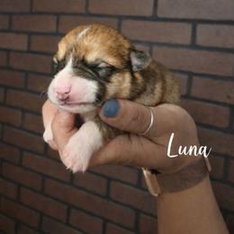 Luna - Red and white female American Corgi puppy in Centerville, Tennessee from Katerina's American Corgis