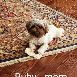 Ruby - Shih Tzu