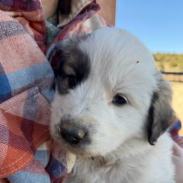 Valentino- blue - Badger male Colorado Mountain Dog puppy in Cotopaxi, Colorado from Once Upon A Moose (OUM)