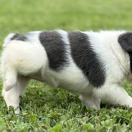 Boxer and French Bulldog Puppies from Furevermore Boxers and Furevermore Frenchies