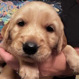 Trooper--Teal - Dark golden male Golden Retriever puppy in Kenosha, Wisconsin from Gail’s Goldens