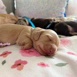 Zeke- 5000 - Cream male Dachshund puppy in Summerfield, Florida from Dachshundly Perfect