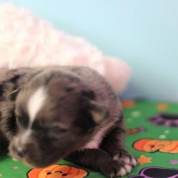 Boy 1 - Blue merle male Toy Australian Shepherd puppy in Humansville, Missouri from Tater Tot aussies