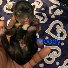 Woody - Black and tan male Yorkshire Terrier puppy in Gastonia, North Carolina from Precious pups dynasty kennel