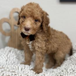 Canyon-Orange Collar - Red male Bernedoodle puppy in Oak Hills, California from High Desert Doodles
