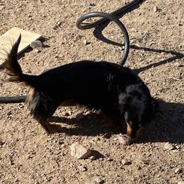 Nala - Dachshund