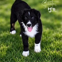 Scooter - Black tri-color male Australian Shepherd puppy in Pomeroy, Ohio from HJ's Aussies