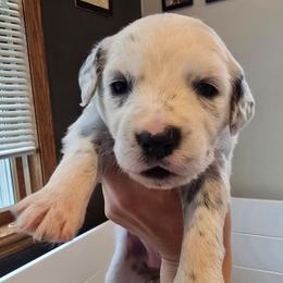 Whisper - White and black female Dalmatian puppy in Janesville, Wisconsin from Legacy Dalmatians