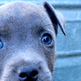Boy 2 - Blue Staffordshire Bull Terrier puppy in Houston, Texas from Khaleesi Kennel