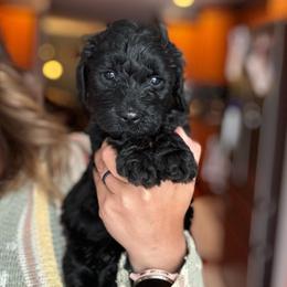 Iroh - Black male Goldendoodle puppy in Glen Daniel, West Virginia from Dani’s Doodles