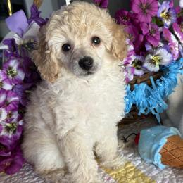 Teddy - Cream male Poodle puppy in San Tan, Arizona from Those Prissy P. Poodles