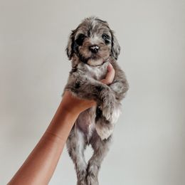 Titus - Merle male Sheepadoodle puppy in Wabash, Indiana from DOODCompany
