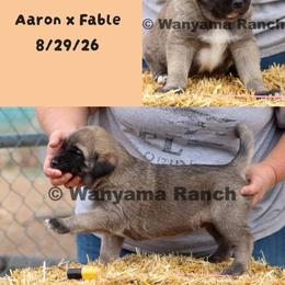 Boy 5 - Red fawn male Anatolian Shepherd Dog puppy in Fort Collins, Colorado from Wanyama Ranch Anatolians