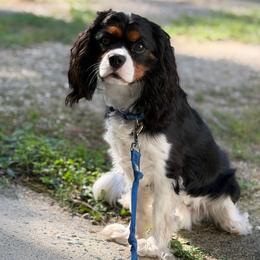 Finn - Tri-color male Cavalier King Charles Spaniel puppy in Broxton, Georgia from Cavalier & Co.