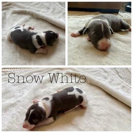 Snow White - White and blue female Italian Greyhound puppy in Texas from Italian Greyhounds of Frisco
