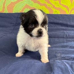 Shirley - Black parti female Pomeranian puppy in Kosciusko, Mississippi from Prancing Poms