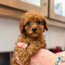 Cinnamon Roll-lime green - Red female Cavapoo puppy in Tolono, Illinois from The Golden Rule Doodles