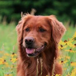 Golden Retrievers from SureFire Golden’s
