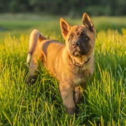 Akita, American Corgi, Cardigan Welsh Corgi, and Great Pyrenees Puppies from WeVolution Off-Grid
