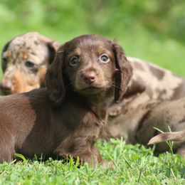 Dachshund Puppies from Mom's Dachshunds