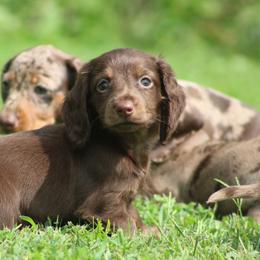 Dachshund Puppies from Mom's Dachshunds