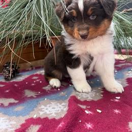 Rowan - Red tri-color female Australian Shepherd puppy in Boise, Idaho from Black Canyon Corral Aussies