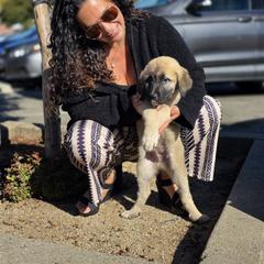 Reserved Male - Placed - Fawn male Kangal puppy in Anderson, California from VSH Kangal Dogs