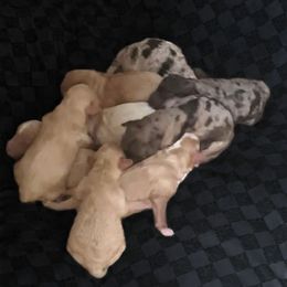 Boy2 - Blue merle male Bernedoodle puppy in Lafayette, Alabama from Williams Lake Doodles