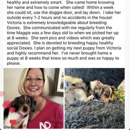 Dachshund Puppies from Dach of Doxies