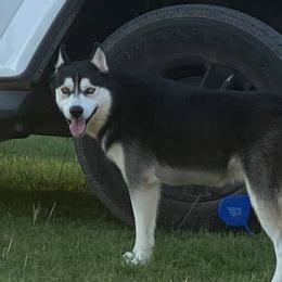 Siberian Huskies from Joseline's Huskies