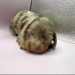 Faye - Dapple female Dachshund puppy in Barstow, California from Kindle & Burrow Dachshunds