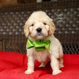Australian Labradoodle, Bernedoodle, and Goldendoodle Puppies from Golden Fields Doodles