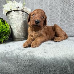 Brendan - Red male Irish Doodle puppy in Hammond, Wisconsin from Queen of the Hill Puppies