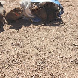 Dachshund and Labrador Retriever Puppies from Double Trouble Dachshunds & Labs