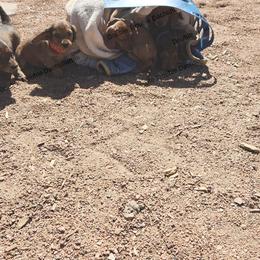 Dachshund and Labrador Retriever Puppies from Double Trouble Dachshunds & Labs