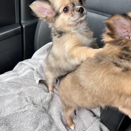 Chihuahua Puppies from Dog Bones N Harmony