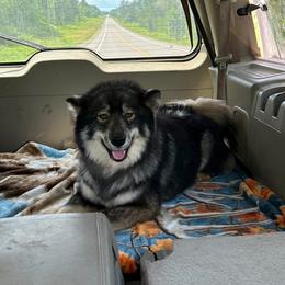 Ember - Agouti and white female Siberian Husky puppy in Iron River, Wisconsin from Wiemeri Siberians