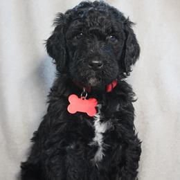 Cranberry - Black female Goldendoodle puppy in Howard City, Michigan from Doodles and Chaos