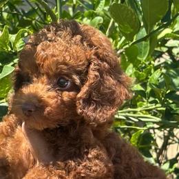 Pinkie - Red  male Poodle puppy in Riverside, California from Poodles