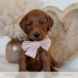 Smackerel - Red  male Goldendoodle puppy in Roanoke Rapids, North Carolina from Sweeter than Honey Doodles