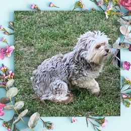 Morgan - Havanese